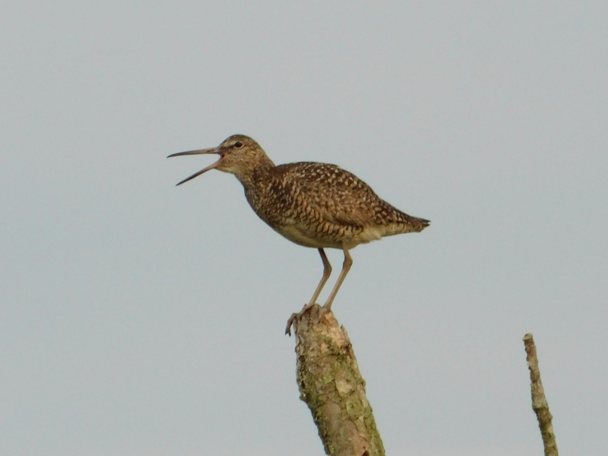 Willet - Luis Mendes