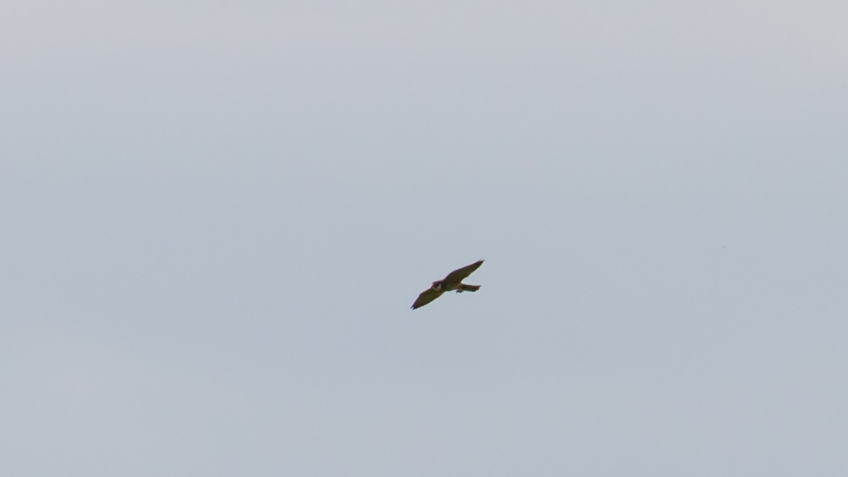 Eurasian Hobby - Milan Martic