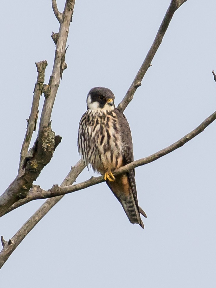 Eurasian Hobby - Milan Martic