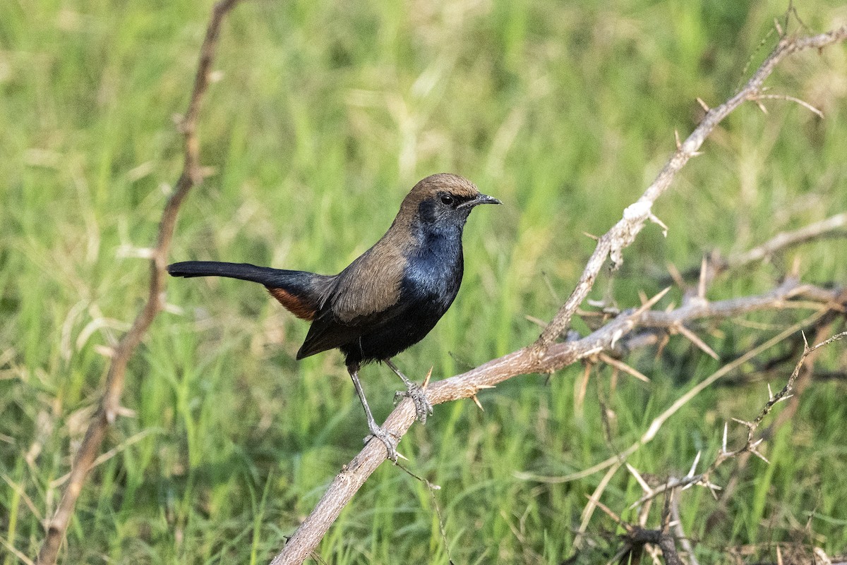 Indian Robin - Wachara  Sanguansombat