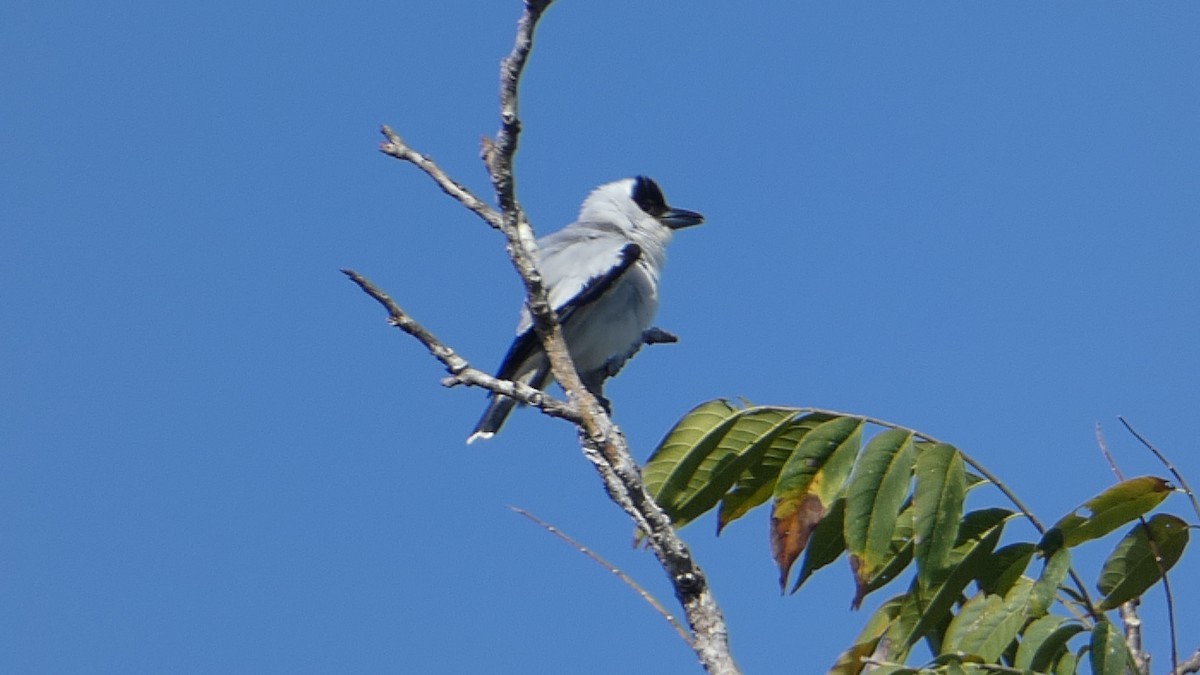 Black-crowned Tityra - Roberto  Garrigues