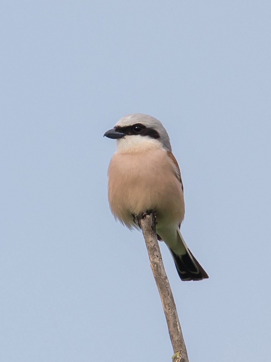 Red-backed Shrike - Milan Martic