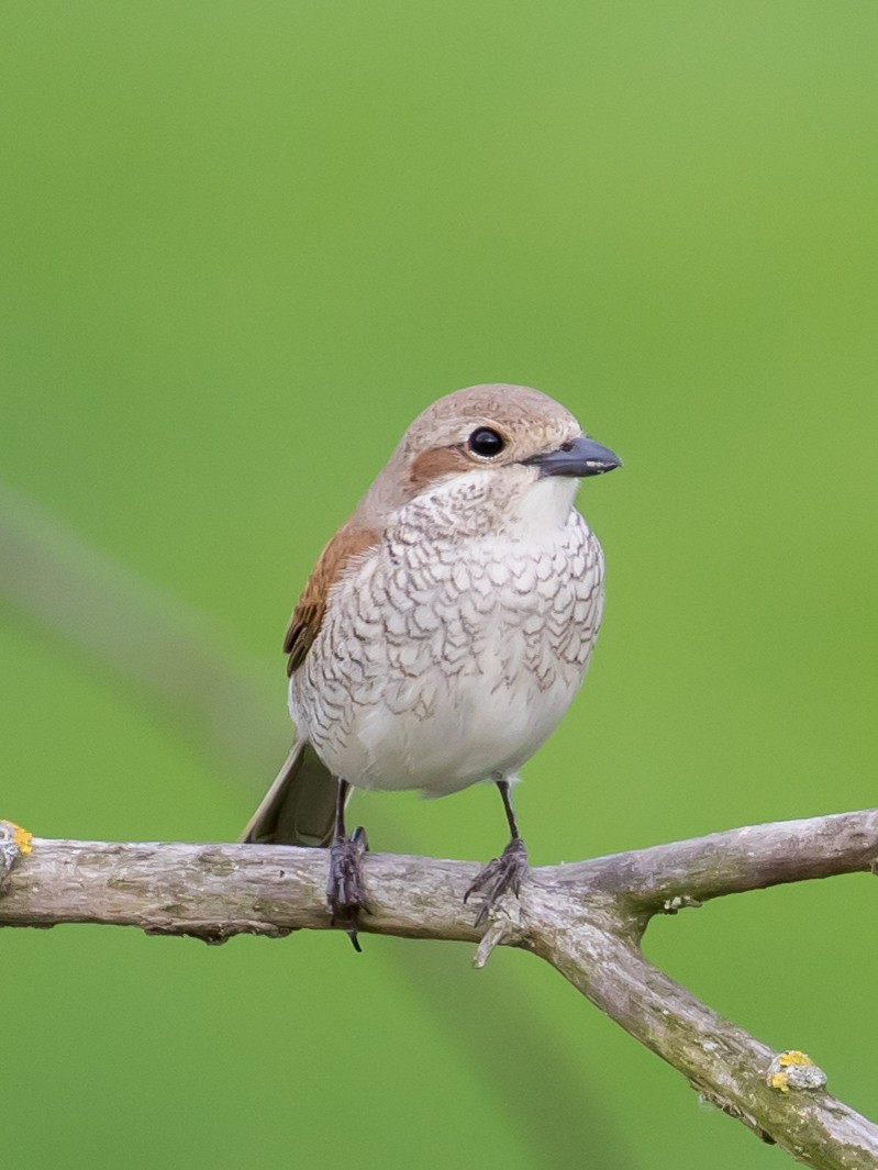 Red-backed Shrike - Milan Martic