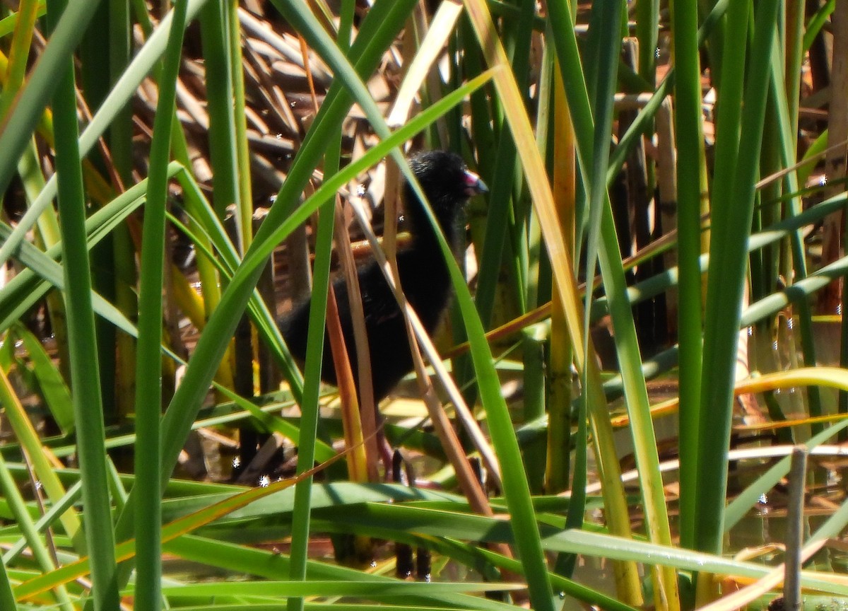 Western Swamphen - ML619518633