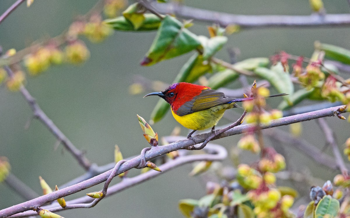 Mrs. Gould's Sunbird - Dylan Vasapolli - Birding Ecotours