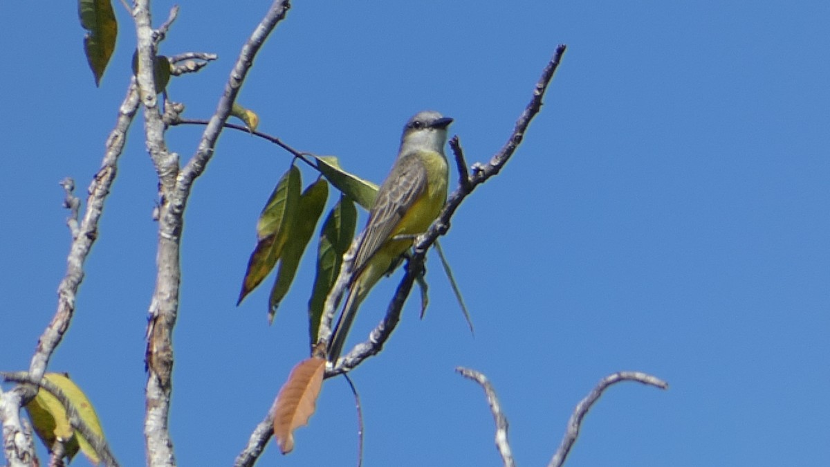 Tropical Kingbird - Roberto  Garrigues