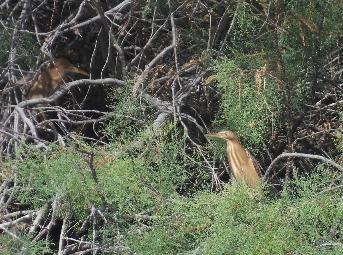 Little Bittern - Carmel Ravid