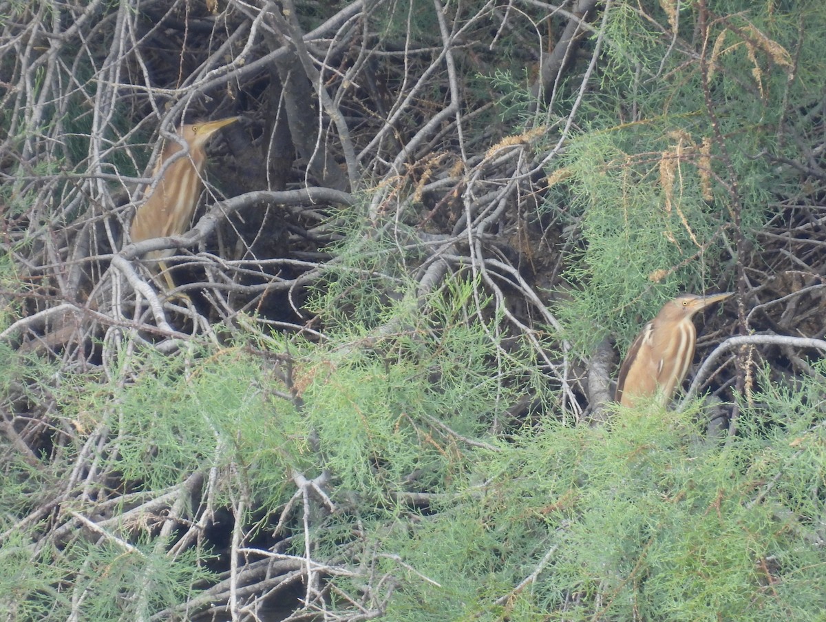 Little Bittern - Carmel Ravid