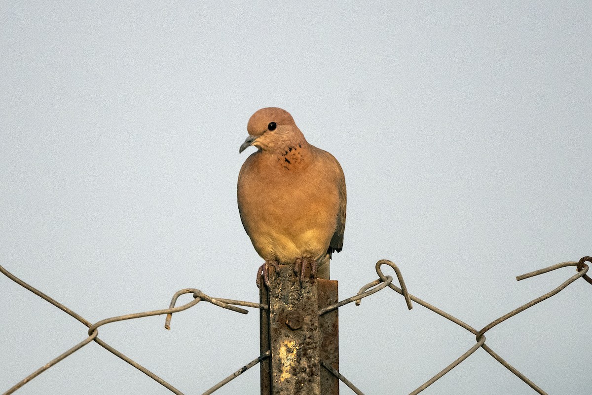 Laughing Dove - Wachara  Sanguansombat