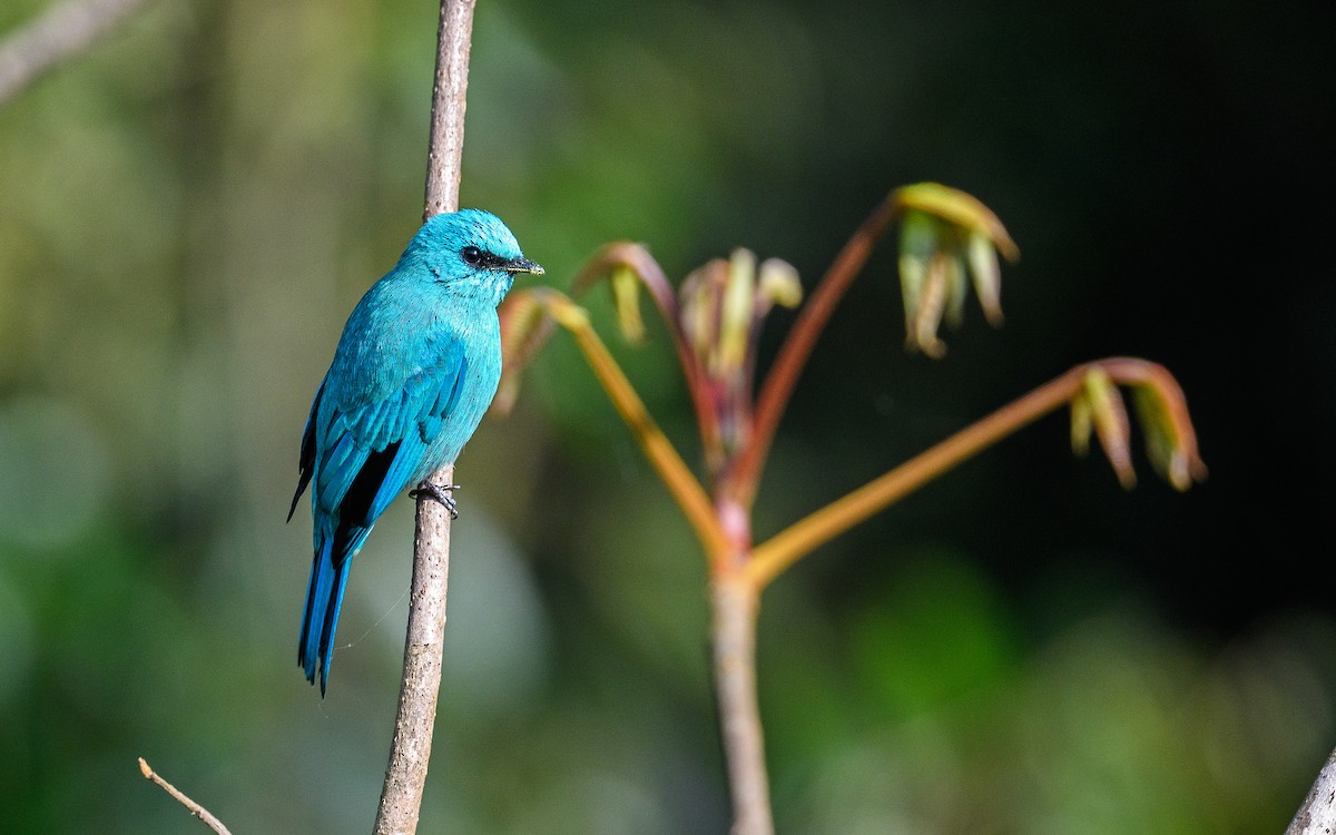 Verditer Flycatcher - Dylan Vasapolli - Birding Ecotours