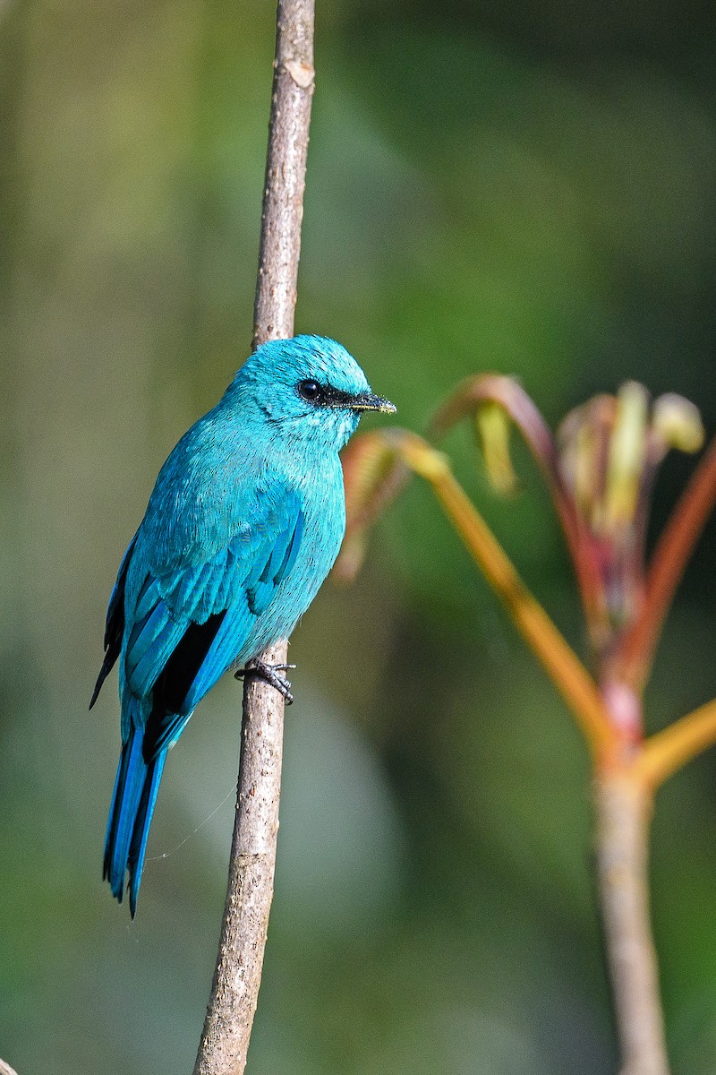 Verditer Flycatcher - Dylan Vasapolli - Birding Ecotours