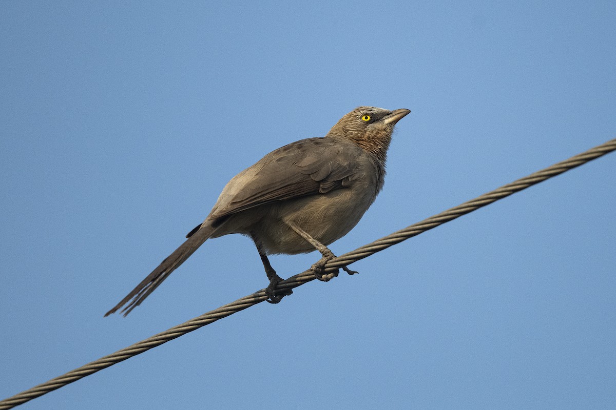 Large Gray Babbler - Wachara  Sanguansombat