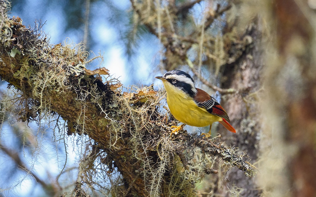 Red-tailed Minla - Dylan Vasapolli - Birding Ecotours