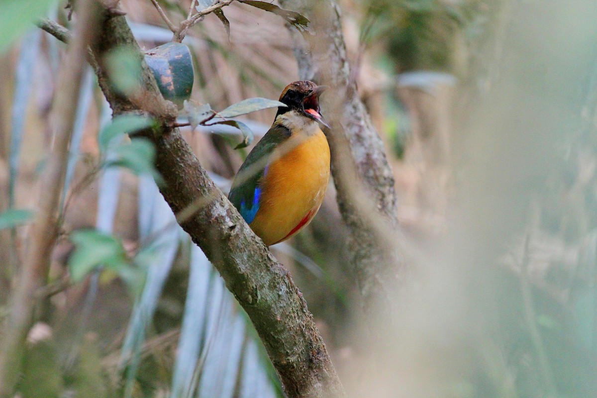 Mangrove Pitta - ML619518653