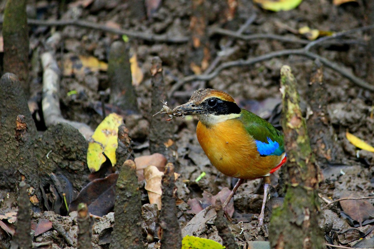 Mangrove Pitta - ML619518654