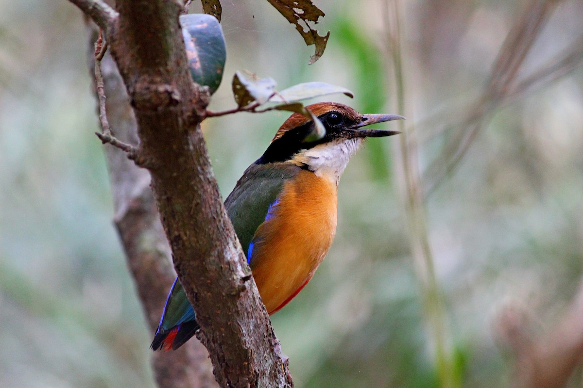 Mangrove Pitta - ML619518655