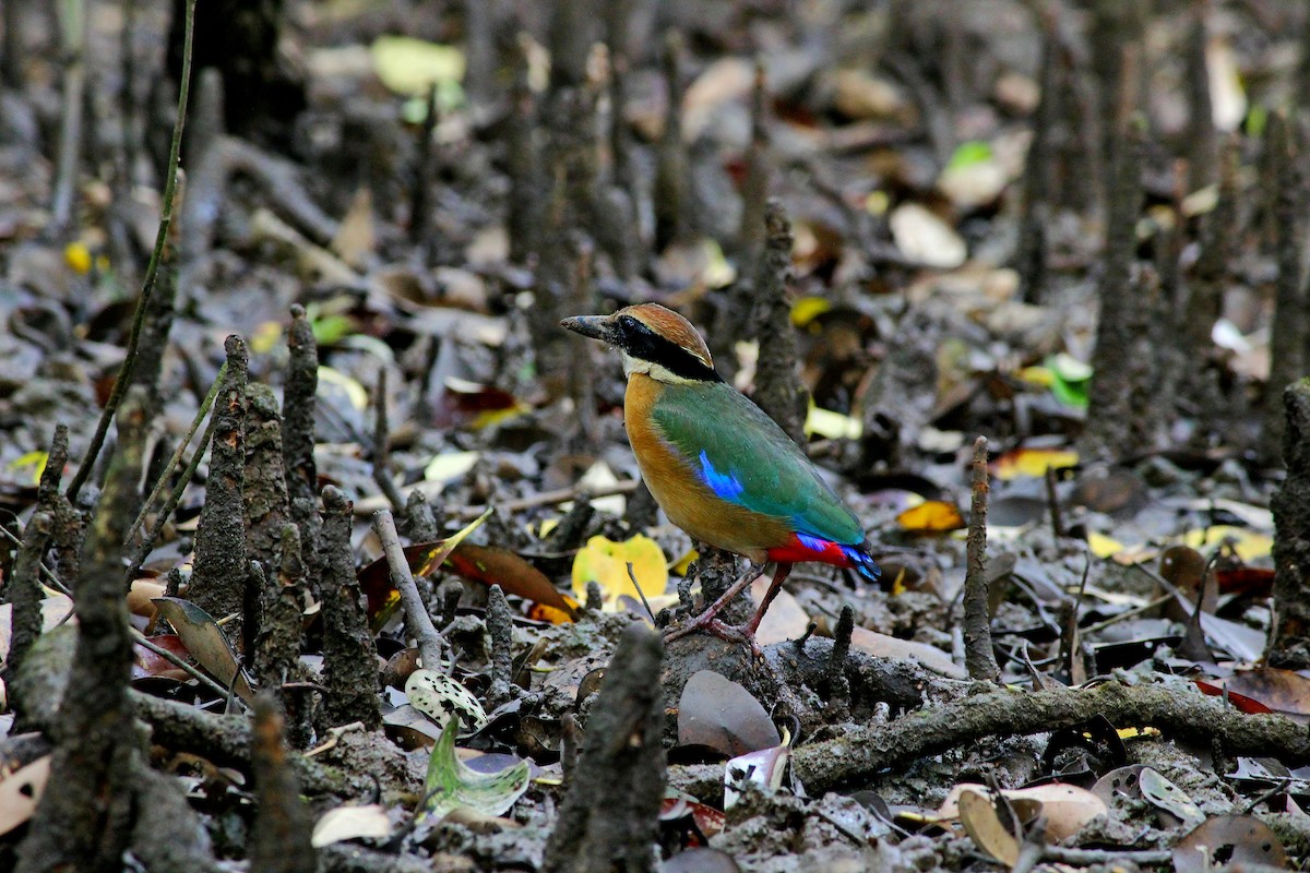 Mangrove Pitta - Vivek Sarkar