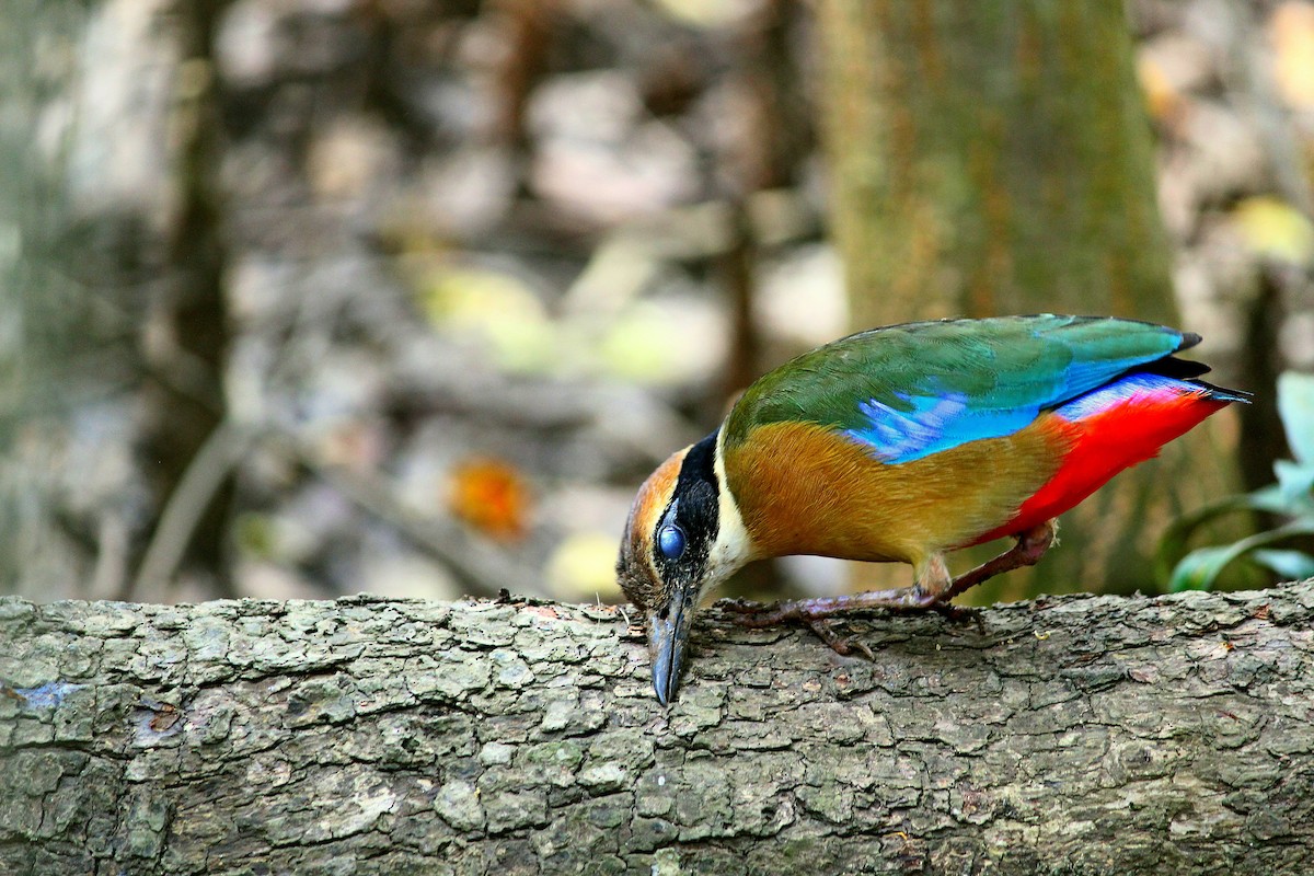 Mangrove Pitta - ML619518663