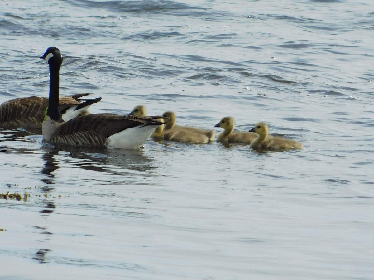 Canada Goose - Luis Mendes