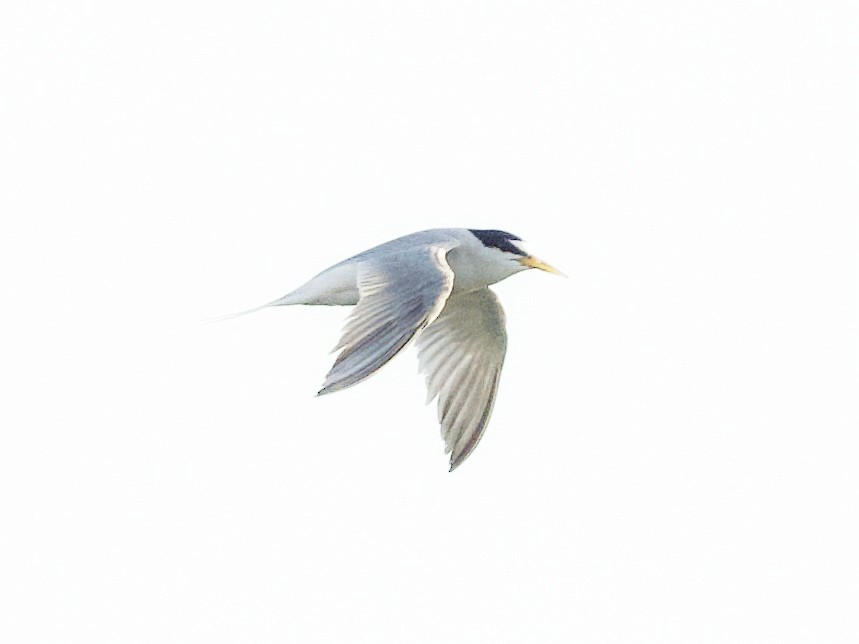 Little Tern - Yingyod  Lapwong