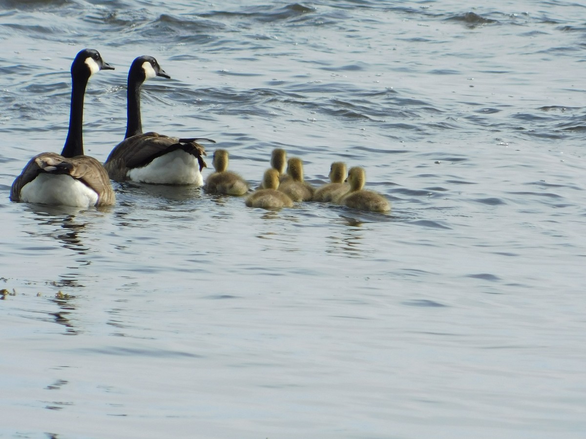 Canada Goose - Luis Mendes