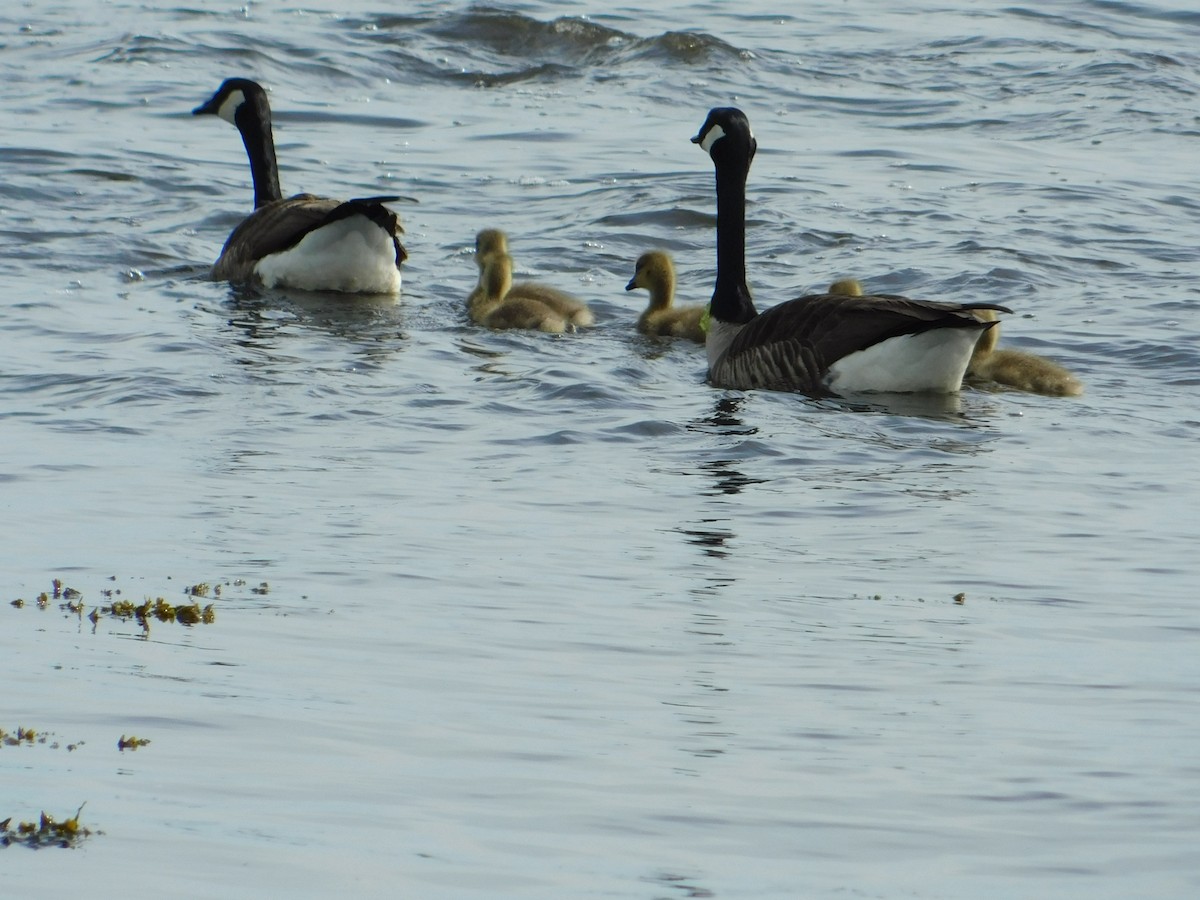 Canada Goose - Luis Mendes