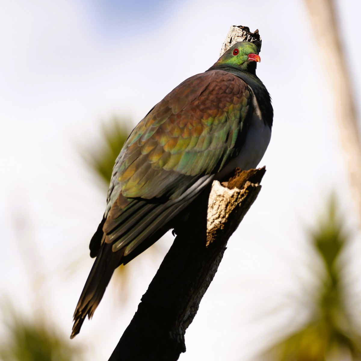 New Zealand Pigeon - John Mills