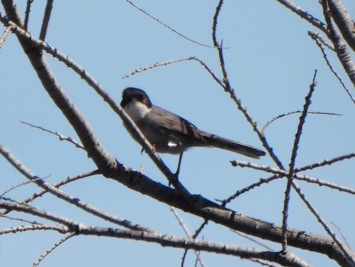 Sardinian Warbler - ML619518684