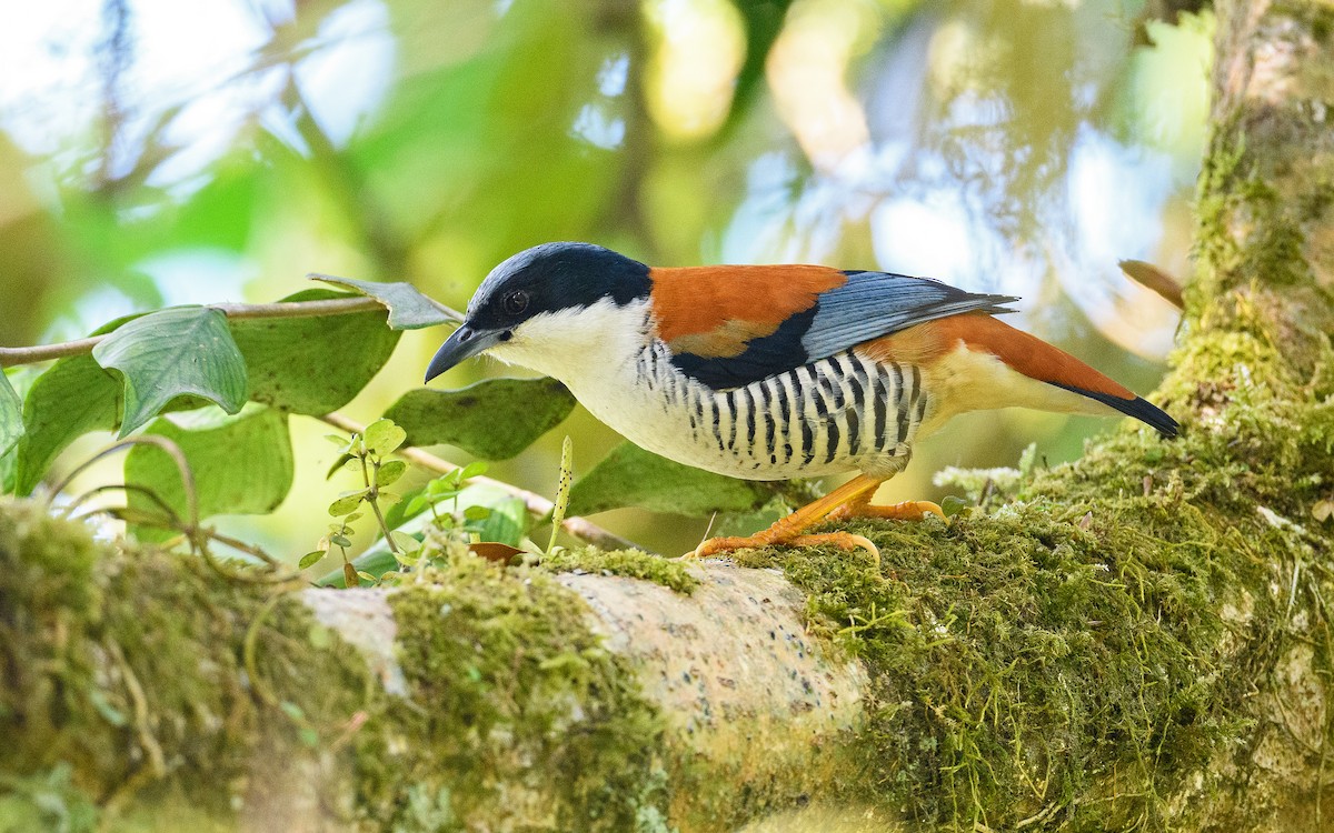 Himalayan Cutia - Dylan Vasapolli - Birding Ecotours