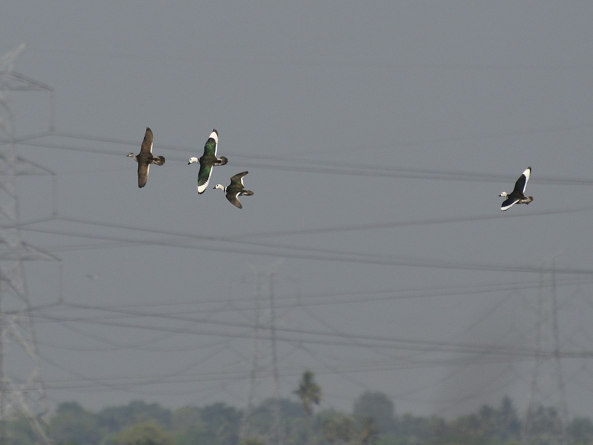 Cotton Pygmy-Goose - Bharath Ravikumar