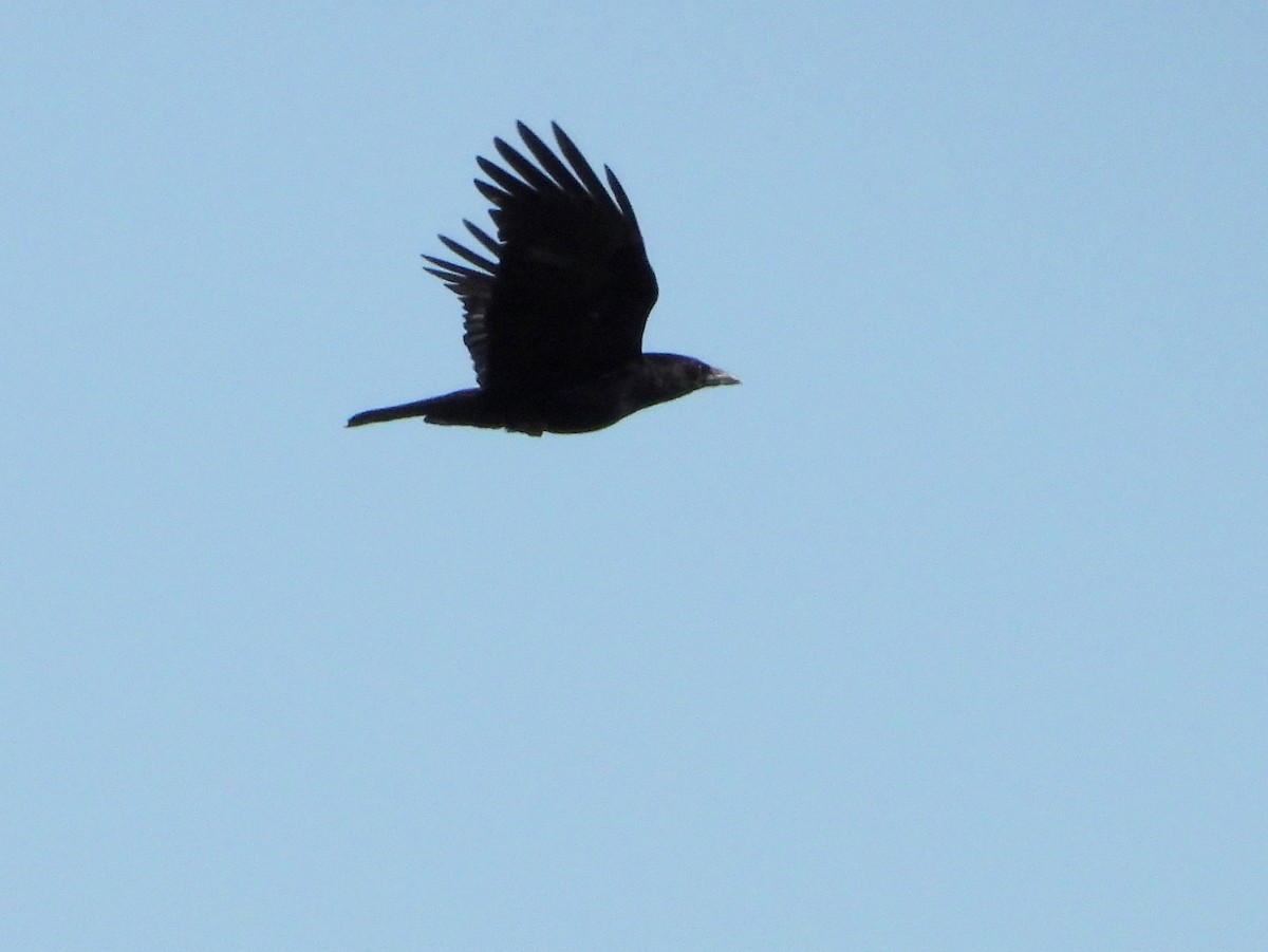 Carrion Crow - ML619518693