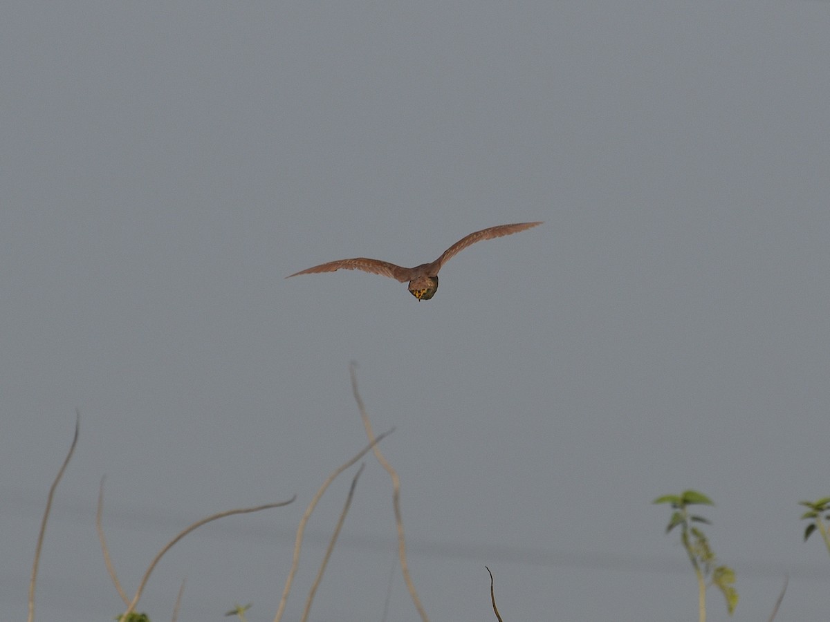 Cinnamon Bittern - Bharath Ravikumar