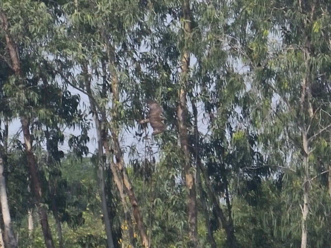 Oriental Honey-buzzard - Bharath Ravikumar