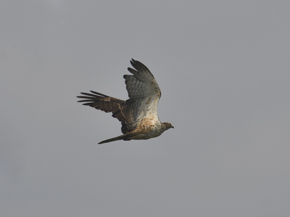 Oriental Honey-buzzard - Bharath Ravikumar