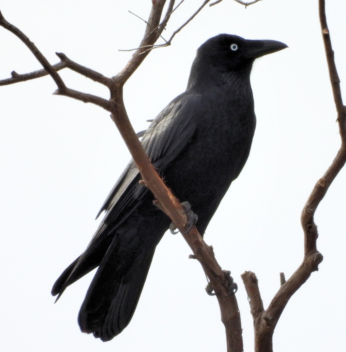 Forest Raven - Rodney van den Brink