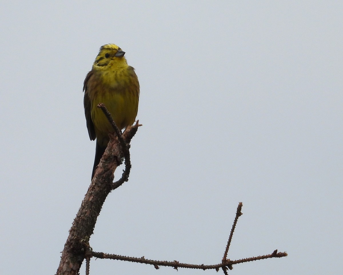 Yellowhammer - Suzanne Hall