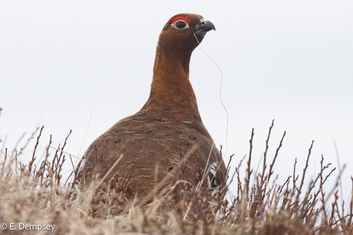 Willow Ptarmigan - Ethel Dempsey