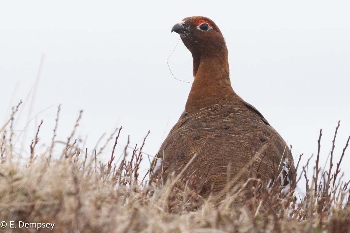 Willow Ptarmigan - Ethel Dempsey