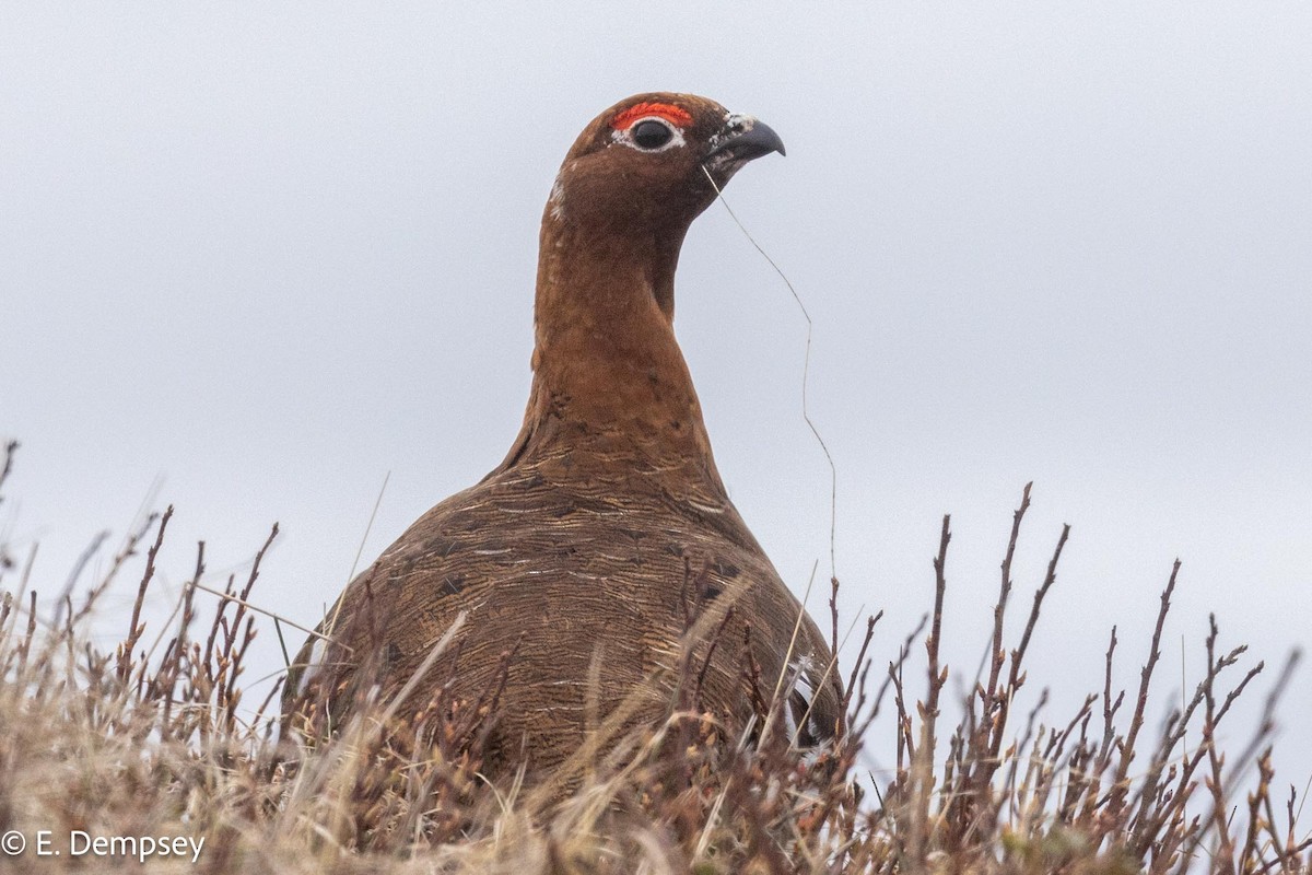 Willow Ptarmigan - Ethel Dempsey