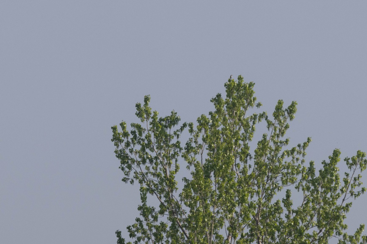 Loggerhead Shrike - Jessica Blaine Smith