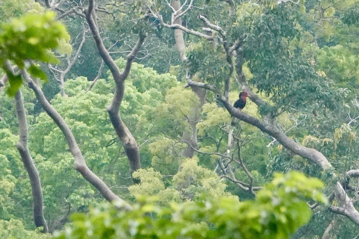 Helmeted Hornbill - David Diller