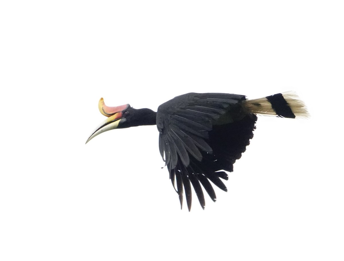 Rhinoceros Hornbill - ML619518726