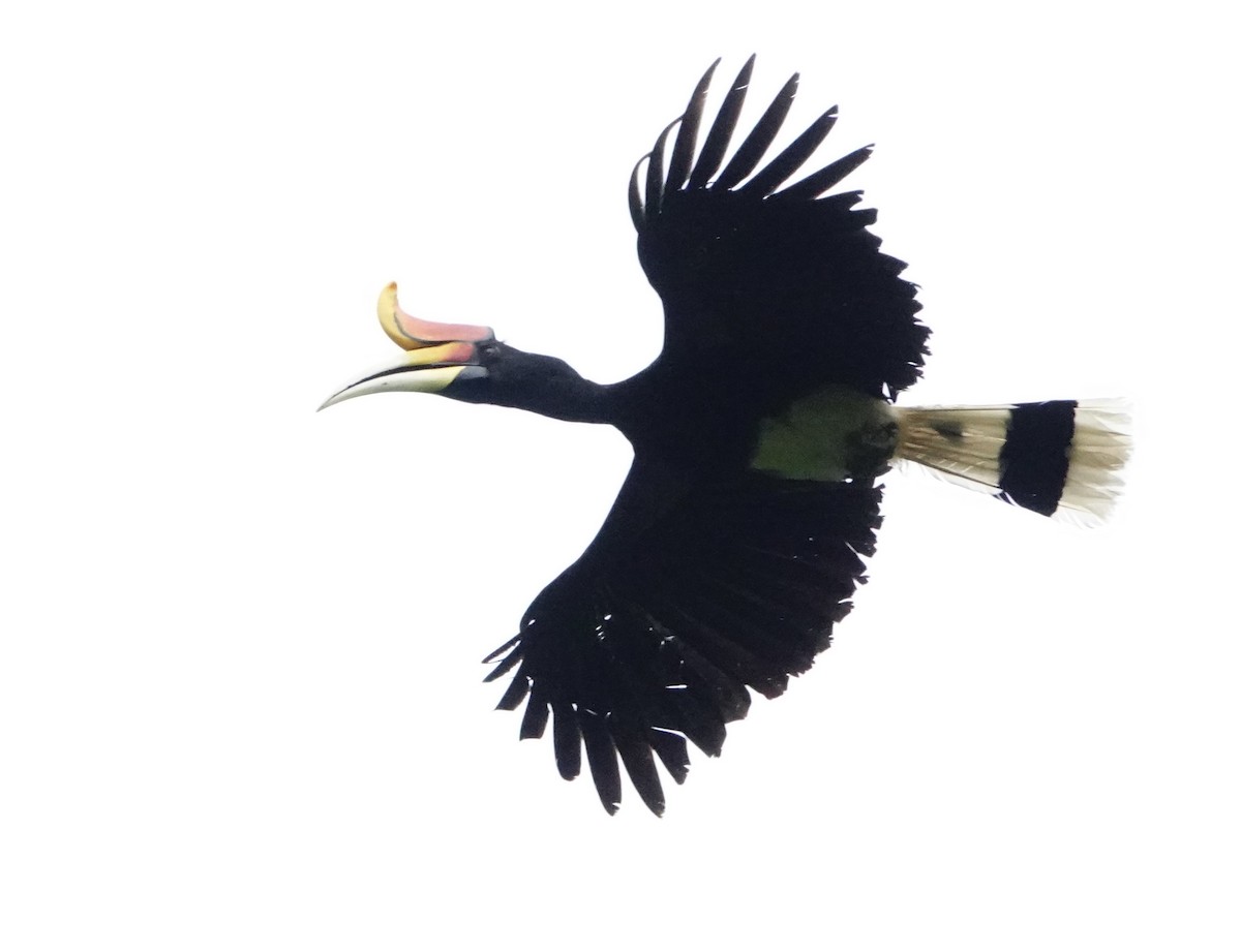 Rhinoceros Hornbill - ML619518727