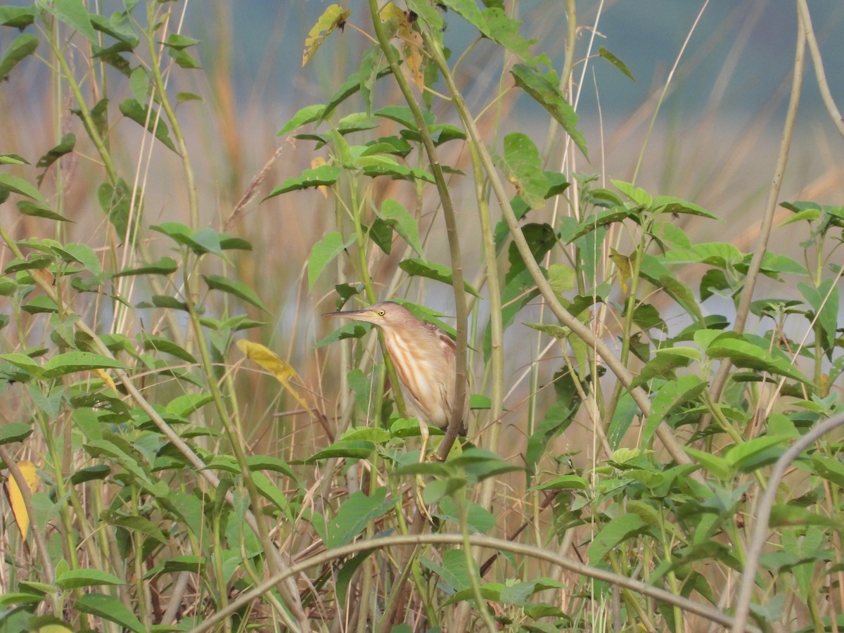 Yellow Bittern - Bharath Ravikumar