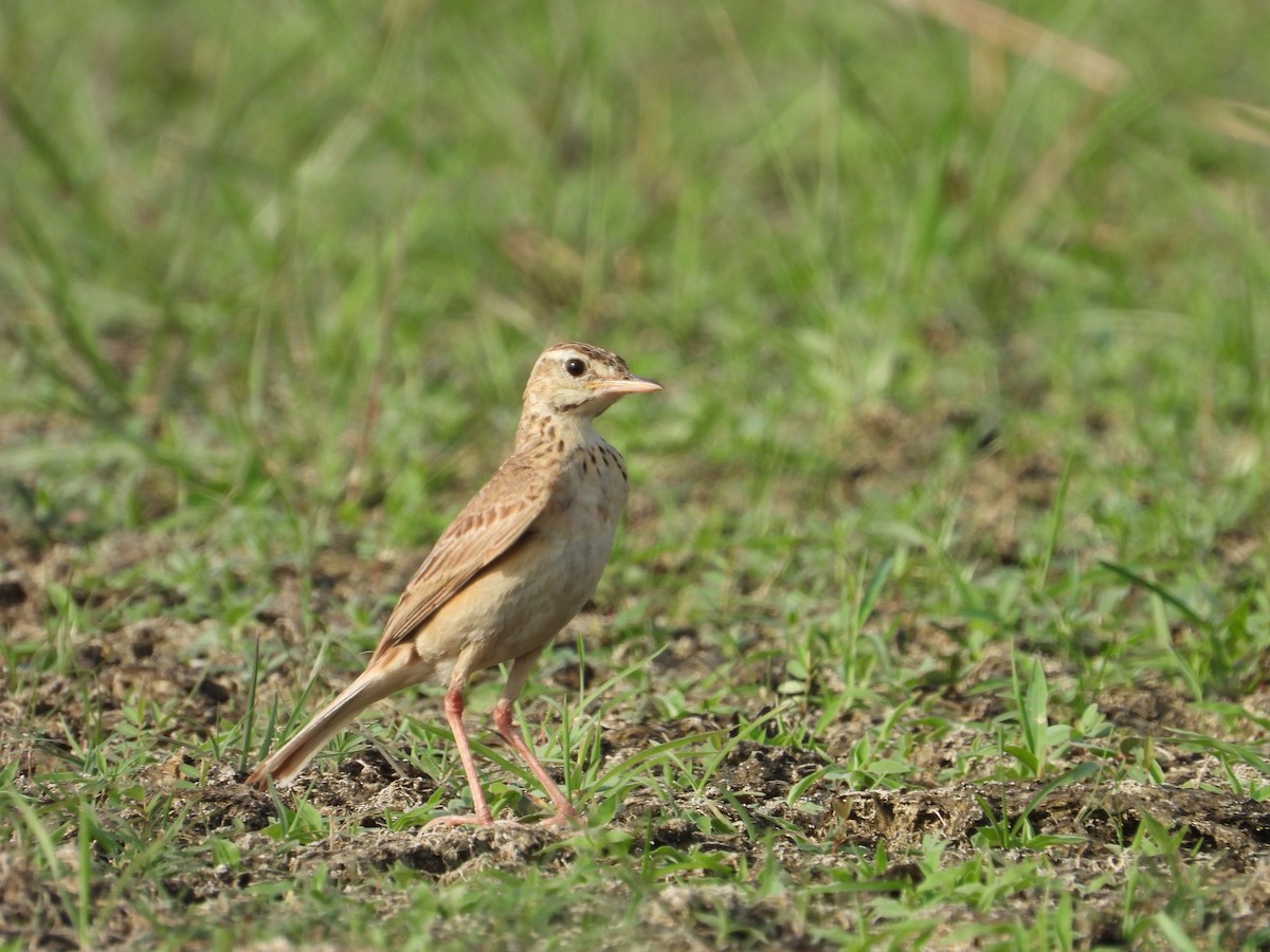 Paddyfield Pipit - Bharath Ravikumar