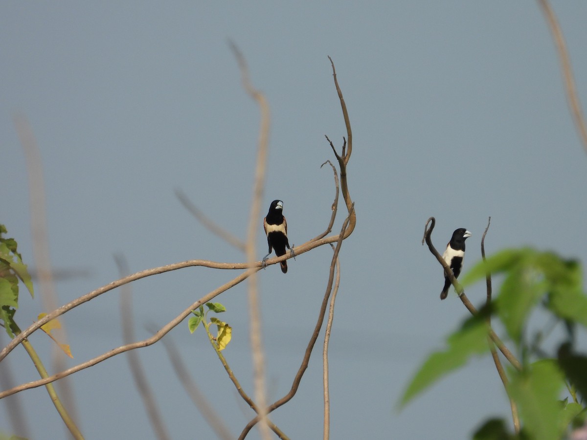 Tricolored Munia - Bharath Ravikumar