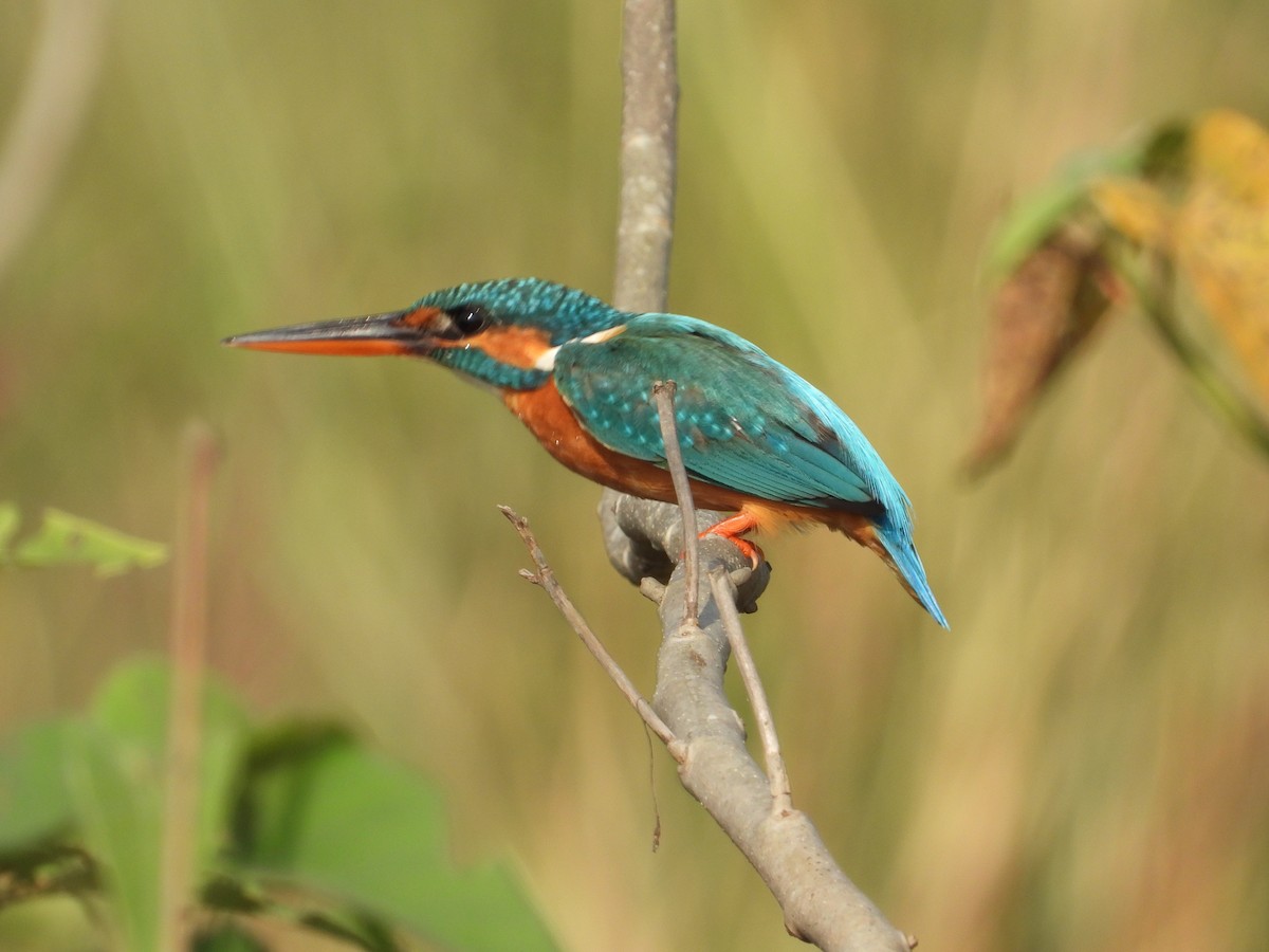 Common Kingfisher - Bharath Ravikumar
