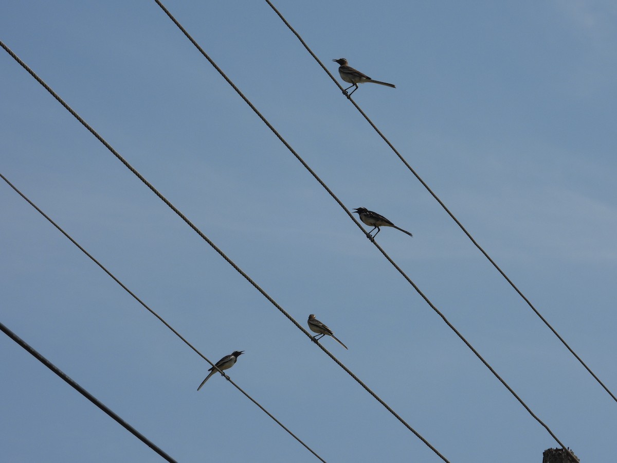 White-browed Wagtail - Bharath Ravikumar