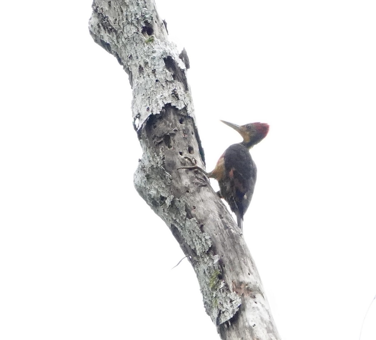 Orange-backed Woodpecker - David Diller