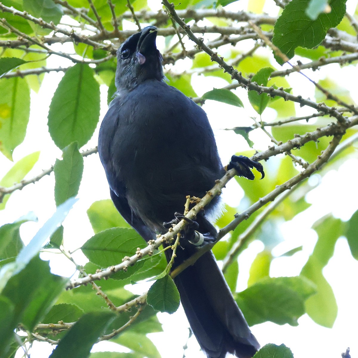 North Island Kokako - ML619518752